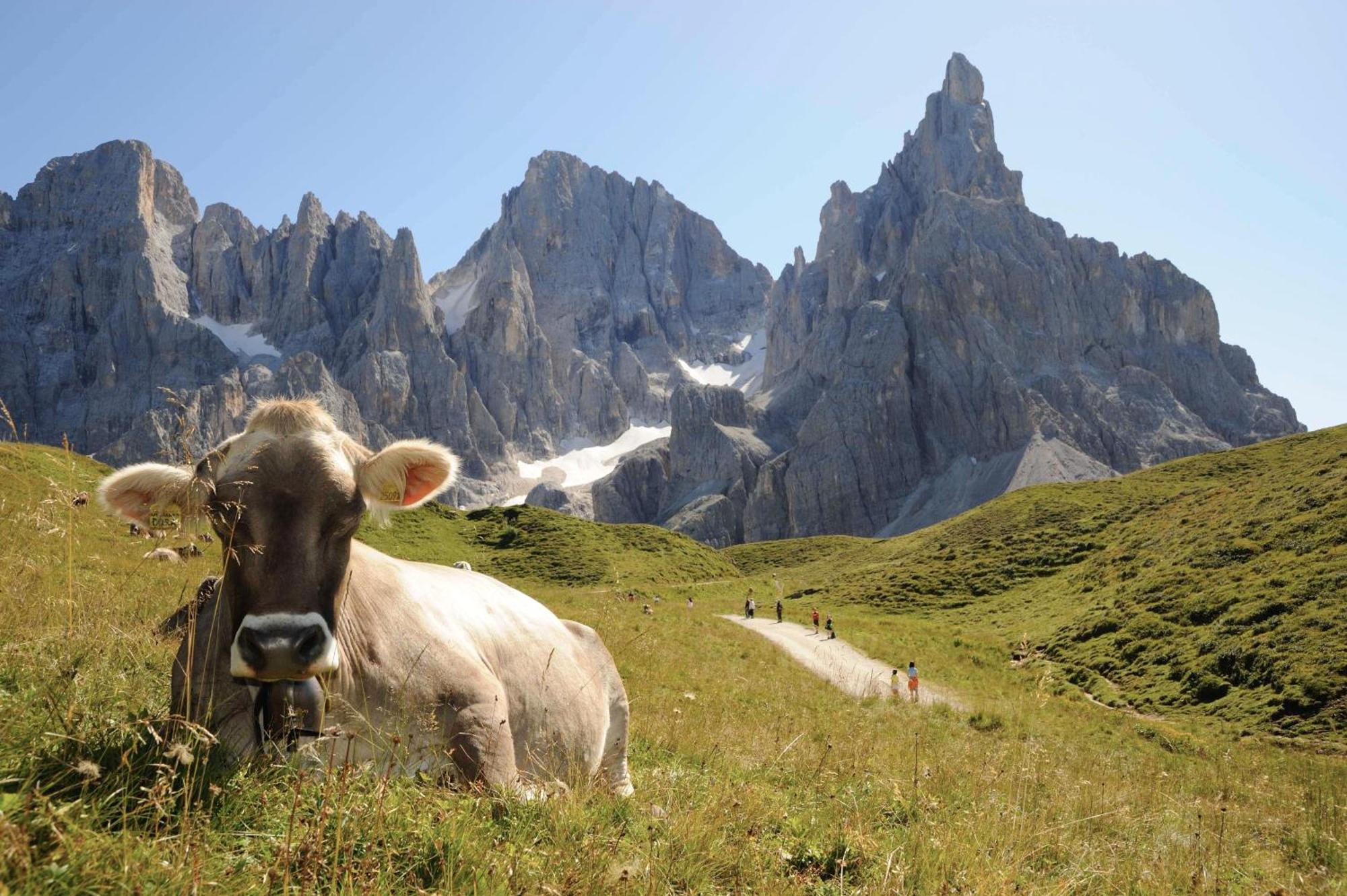 Sporting Aparthotel San Martino Di Castrozza Buitenkant foto